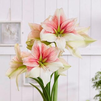 Amaryllis - Grandise Fantasy - Hippeastrum Bulb