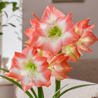 Amaryllis - Shine Dream- Hippeastrum Bulb