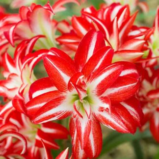 Amaryllis - Double Flowered Splash - Hippeastrum Bulb