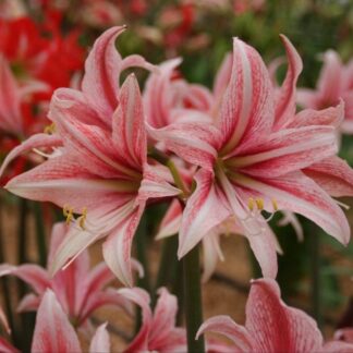 Amaryllis - Sweet Lillian - Hippeastrum Bulb