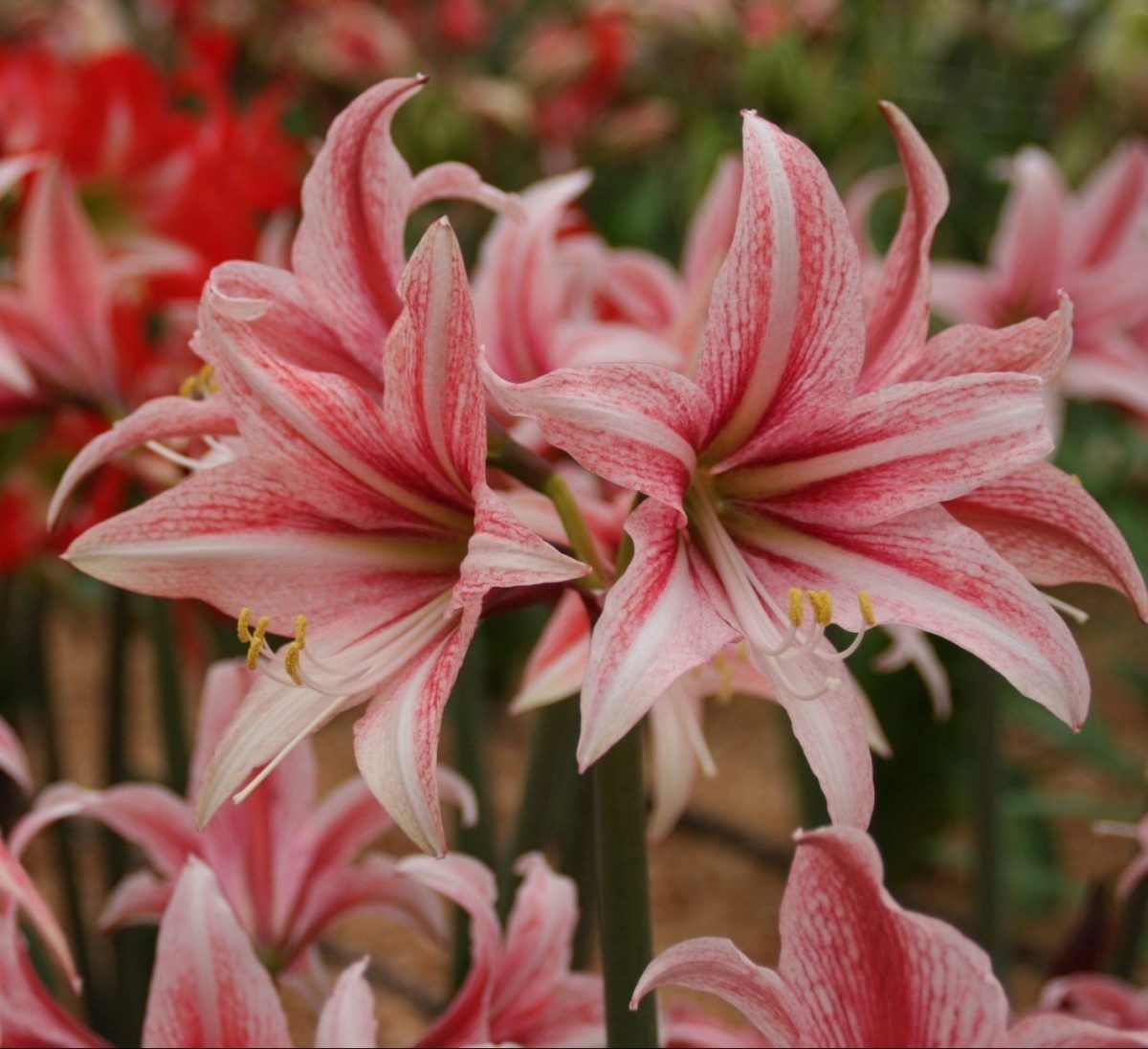 Amaryllis - Sweet Lillian - Hippeastrum Bulb