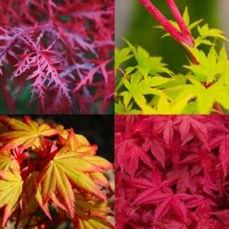 Amazing Acers - Japanese Maple Collection of Four Plants