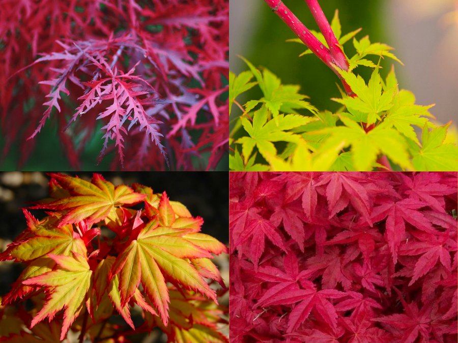 Amazing Acers - Japanese Maple Collection of Four Plants
