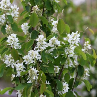 Amelanchier Alnifolia 'Obelisk' Circa 100-120cm Tall