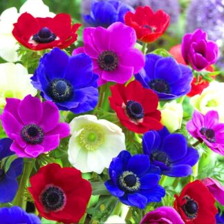 Anemone De Caen Mixed - Pack of 15