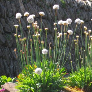 Armeria Pseudarmeria Ballerina White - Large Flowered Thrift