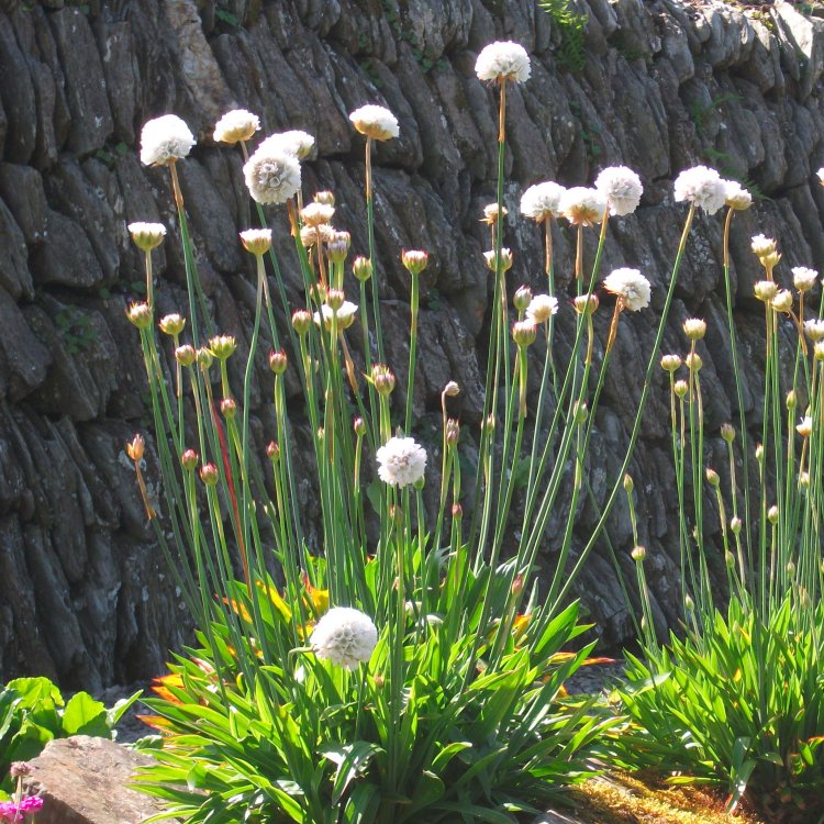 Armeria Pseudarmeria Ballerina White - Large Flowered Thrift