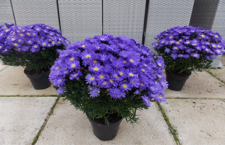 Aster Blue Sapphire - Indigo - Michaelmas Daisy Aster Plant in Bud & Bloom