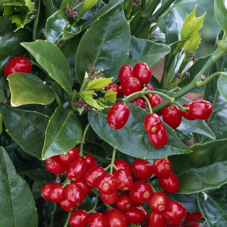 Large Spotted Japanese Laurel Hedge - Aucuba Japonica Rozannie