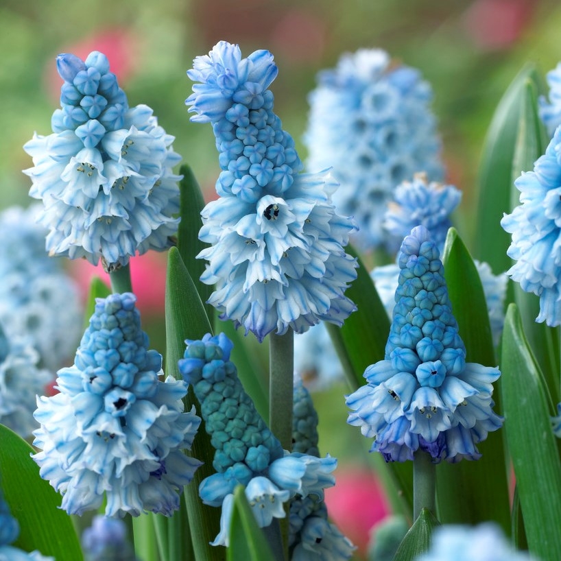 Muscari Azureum - Pack of 15 Bulbs