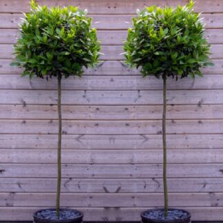 A Pair of Large Standard Bay Trees (Laurus Nobilis) Circa 150cm Tall