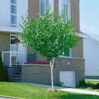 Betula Pendula Magical Globe - Birch Tree