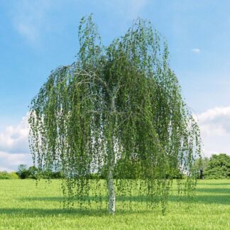 Betula Pendula Youngii - Weeping Birch Tree - 220-240cms Tall - Young Tree