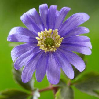 Anemone Blue Shades Blanda - Pack of Ten Bulbs