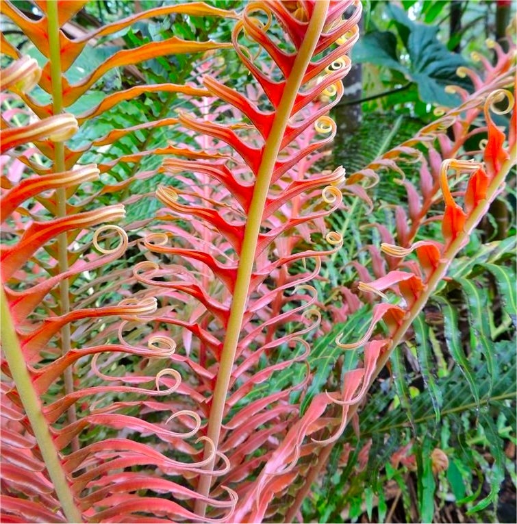 Blechnum Brasiliense 'Volcano' - Red Brazilian Tree Fern