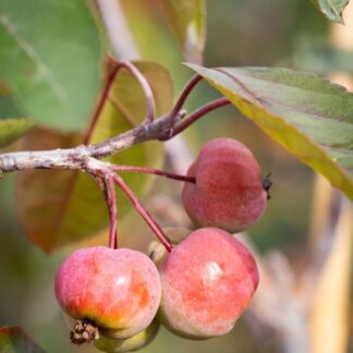 Crabapple Tree - Malus Scarlet Brandywine - 110-130cm