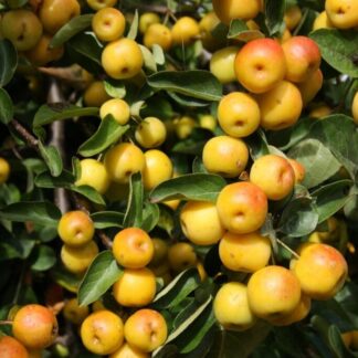 Crabapple Tree - Malus Butterball