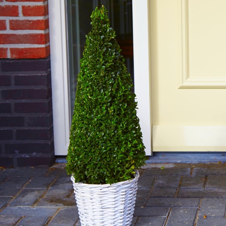 Premium Quality Topiary Buxus Pyramid - Circa 100-120cm