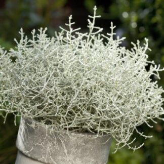 Calocephalus (Leucophyta) Brownii - Silver Threads Plant