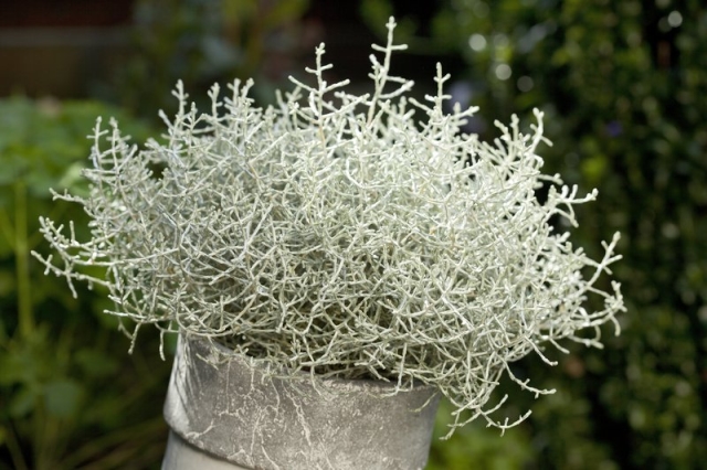 Calocephalus (Leucophyta) Brownii - Silver Threads Plant