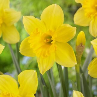Narcissus Carlton - Large Golden Yellow Daffodils - Pack of 15 Bulbs