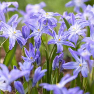Chionodoxa Luciliae - Pack of 20