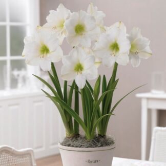 Snowy White Amaryllis - Hippeastrum