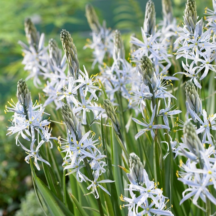 Camassia Cisuckii - Pack of Five Bulbs
