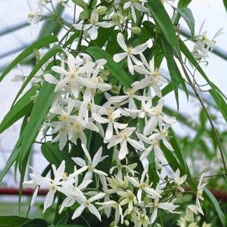 Clematis Armandii Snowdrift - Fragrant Evergreen Climbers