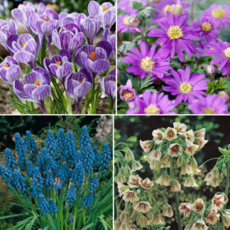 Happy Bee Collection - Pack of 50 Bulbs