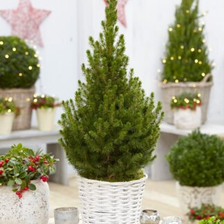 Contemporary Christmas Tree - 70-80cms