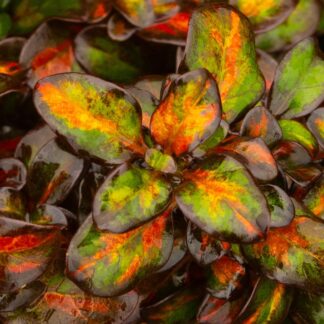 Coprosma 'Glowing Embers' - Looking Glass Plant