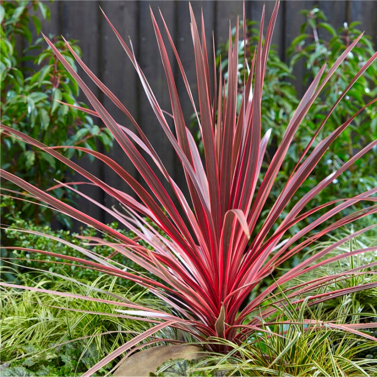 Cordyline Australis 'Charlie Boy' - Torbay Palm