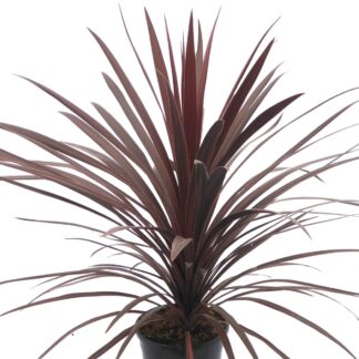 Cordyline Australis Red Star - Purple Torbay Palm - 80-120cm Large Specimen