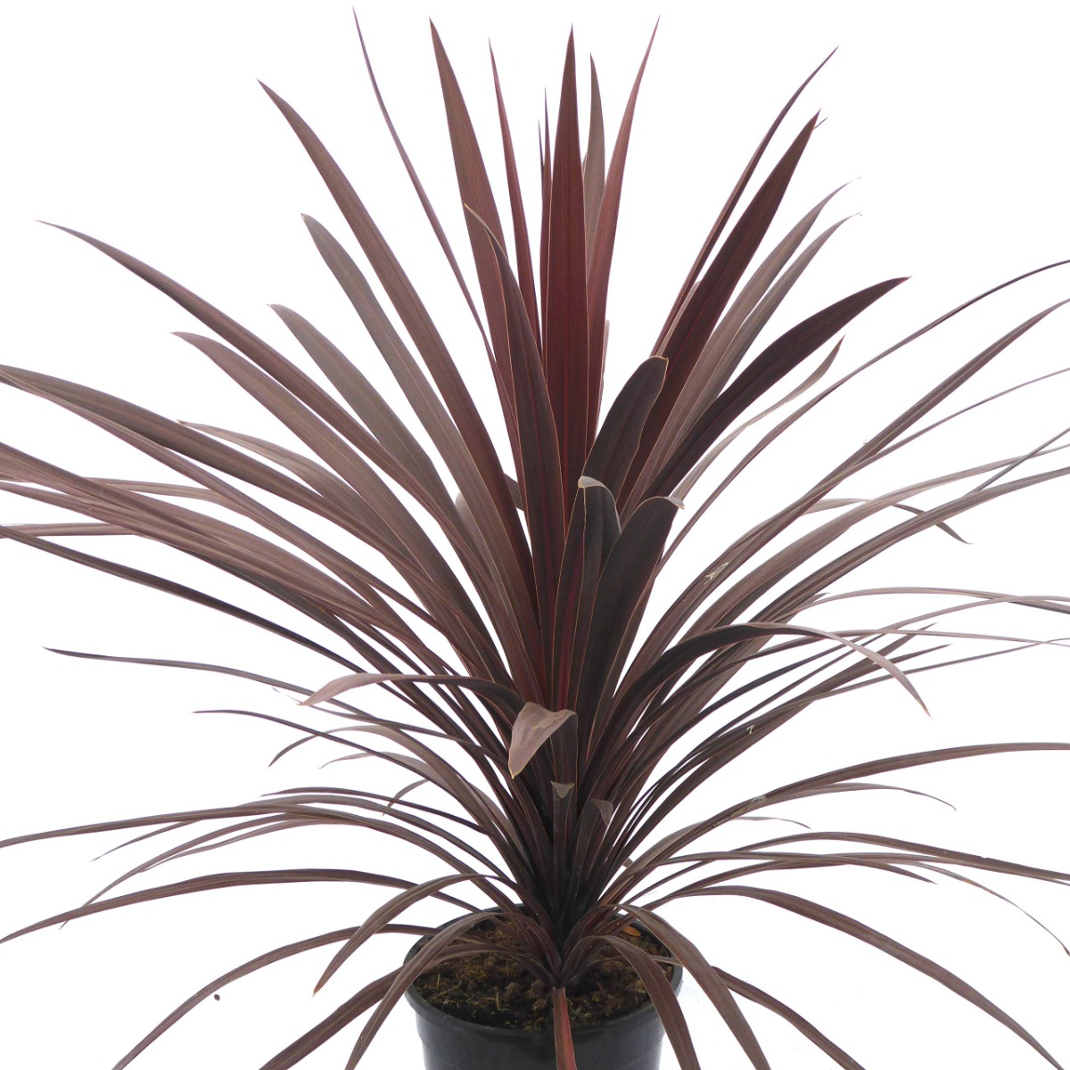 Cordyline Australis Red Star - Purple Torbay Palm - 80-120cm Large Specimen