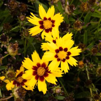 Coreopsis Sunkiss