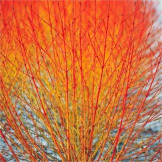 Cornus Sanguinea Midwinter Fire