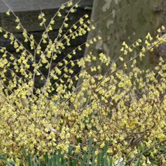 Corylopsis Pauciflora - Buttercup Witch Hazel - Winter Hazel