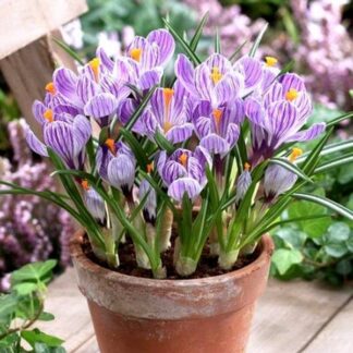 Crocus Pickwick - Pack of 10 Bulbs