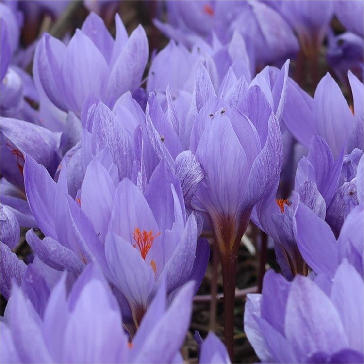 Crocus - Autumn Flowering Crocus Speciosus - Pack of 50 Bulbs