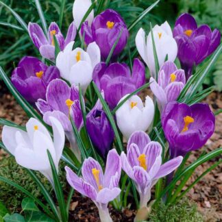 Crocus Cool Colour Mixture - Pack of 50 Bulbs
