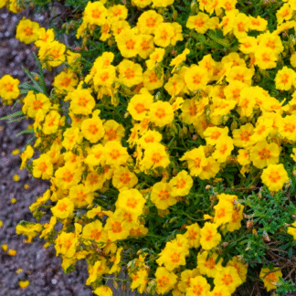 Helianthemum 'Ben Fhada'