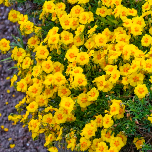 Helianthemum 'Ben Fhada'