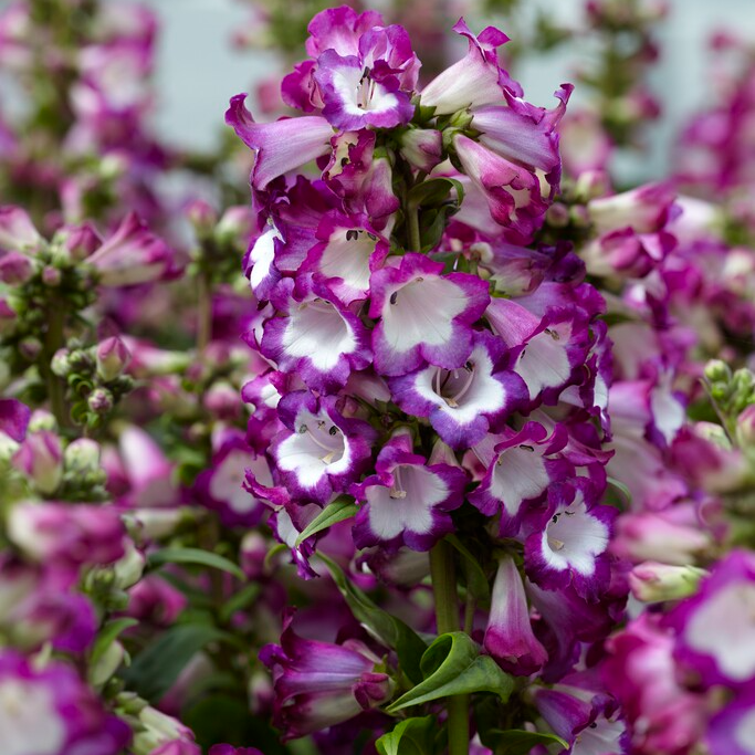 Penstemon Polaris Purple
