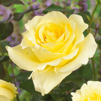 Rose 'Elina' - Hybrid Tea Rose