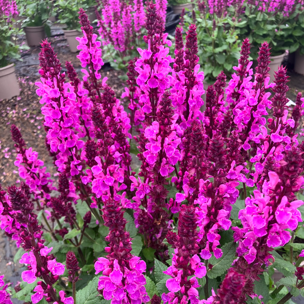 Salvia Rose Pink Marvel - in Bud & Bloom