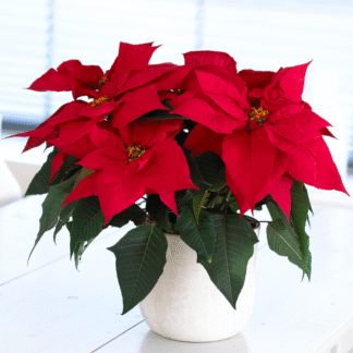 Red Poinsettia - The Essential Christmas Plant