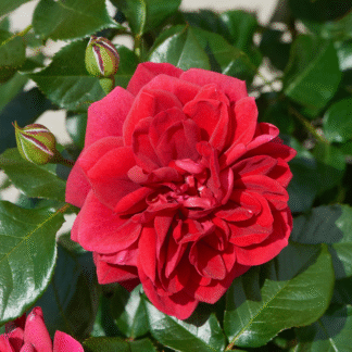 Rose Palace Isla ™ - Patio Shrub Rose