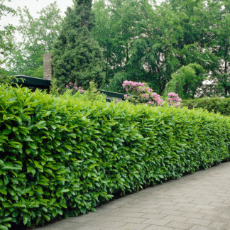 Leylandii Hedge - Cuprocyparis Leylandii Green Leyland Cypress - Circa 180cm (6ft) Conifer