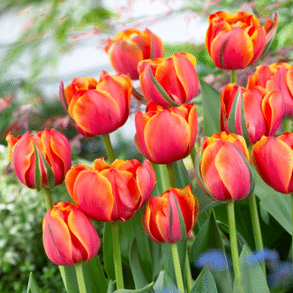 Tulipa Queensday - Pack of 6